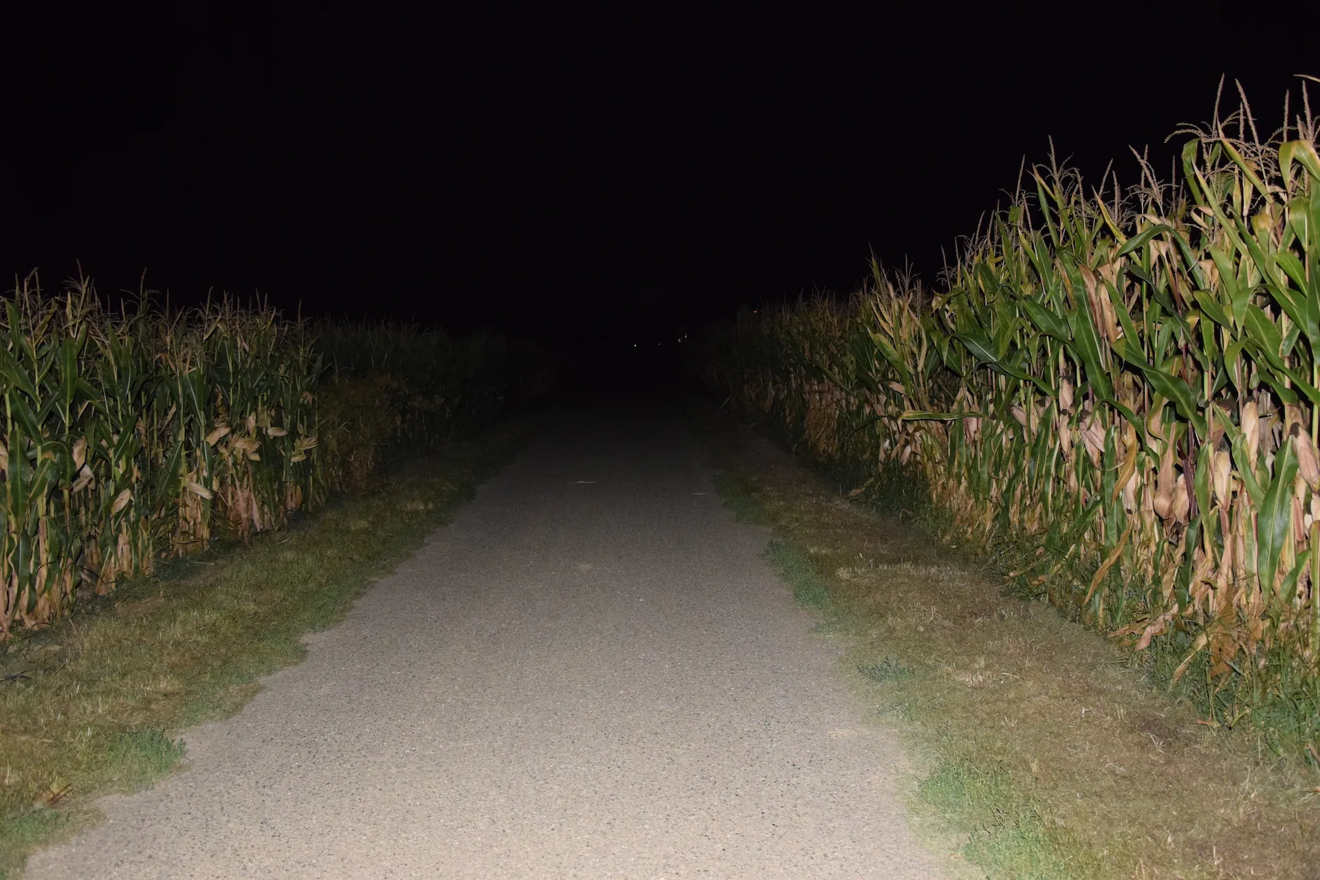 2-cornfields