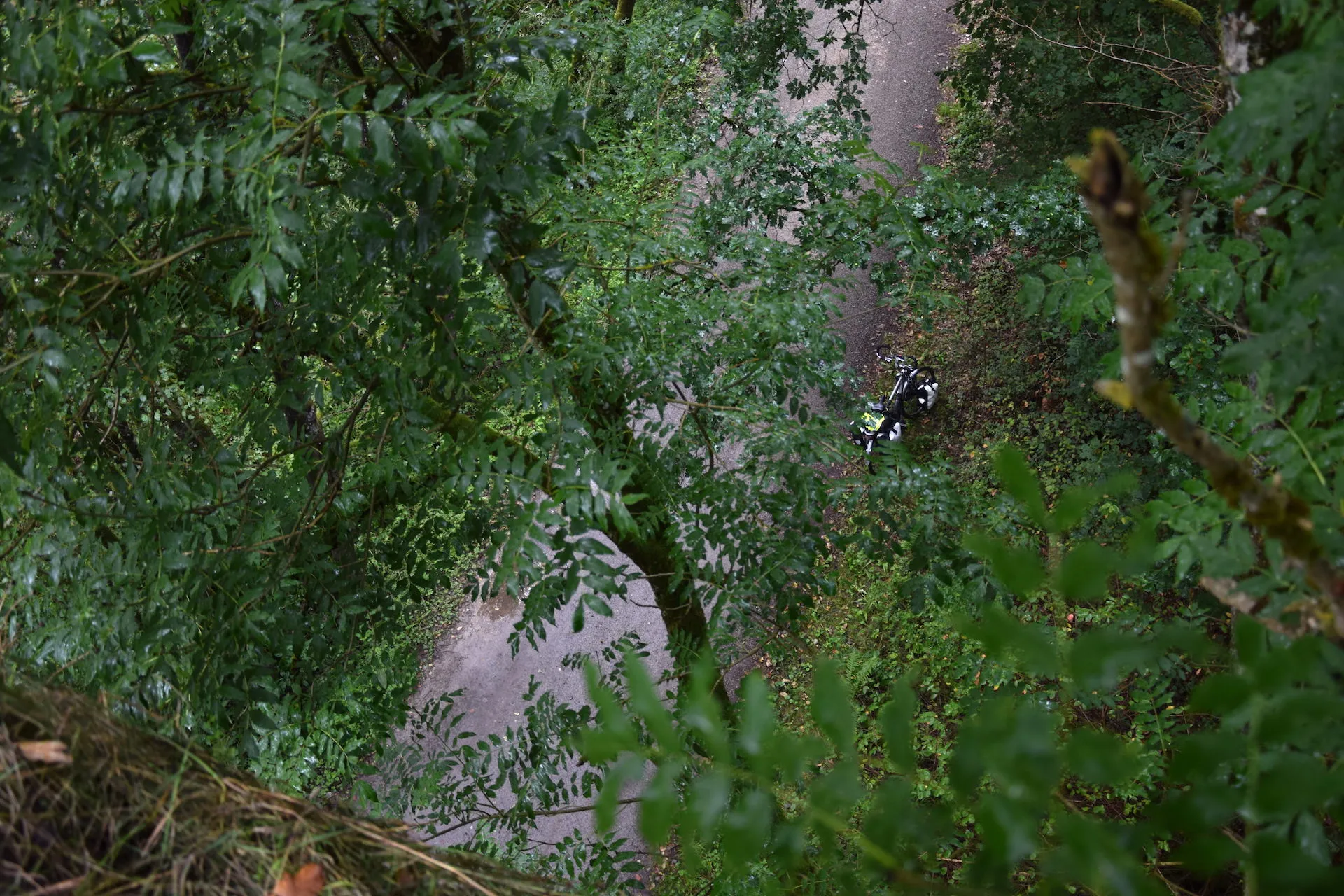 Bike between trees